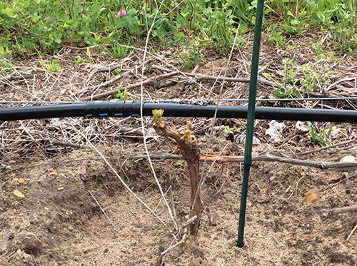 Fig_20_June 5 2018_post-planting_after bud break)